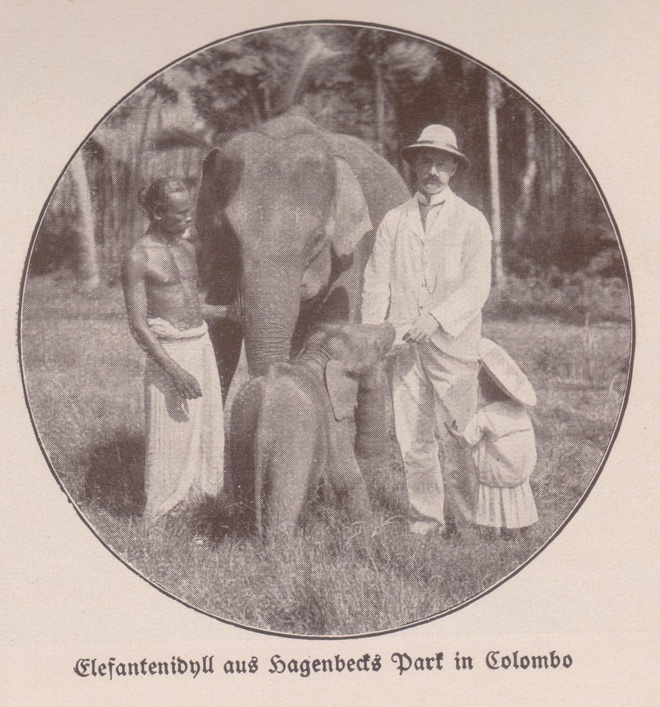 Postkarten Elefantenidyll aus Hagenbecks Park in Colombo